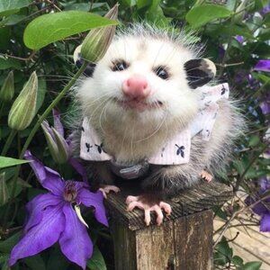 Meet your Posher, Lexy